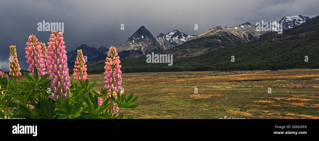 lupine flowers in a peat bog with mountains in the background Tierra del Fuego Island Ushuaia Argentina Stock Photo