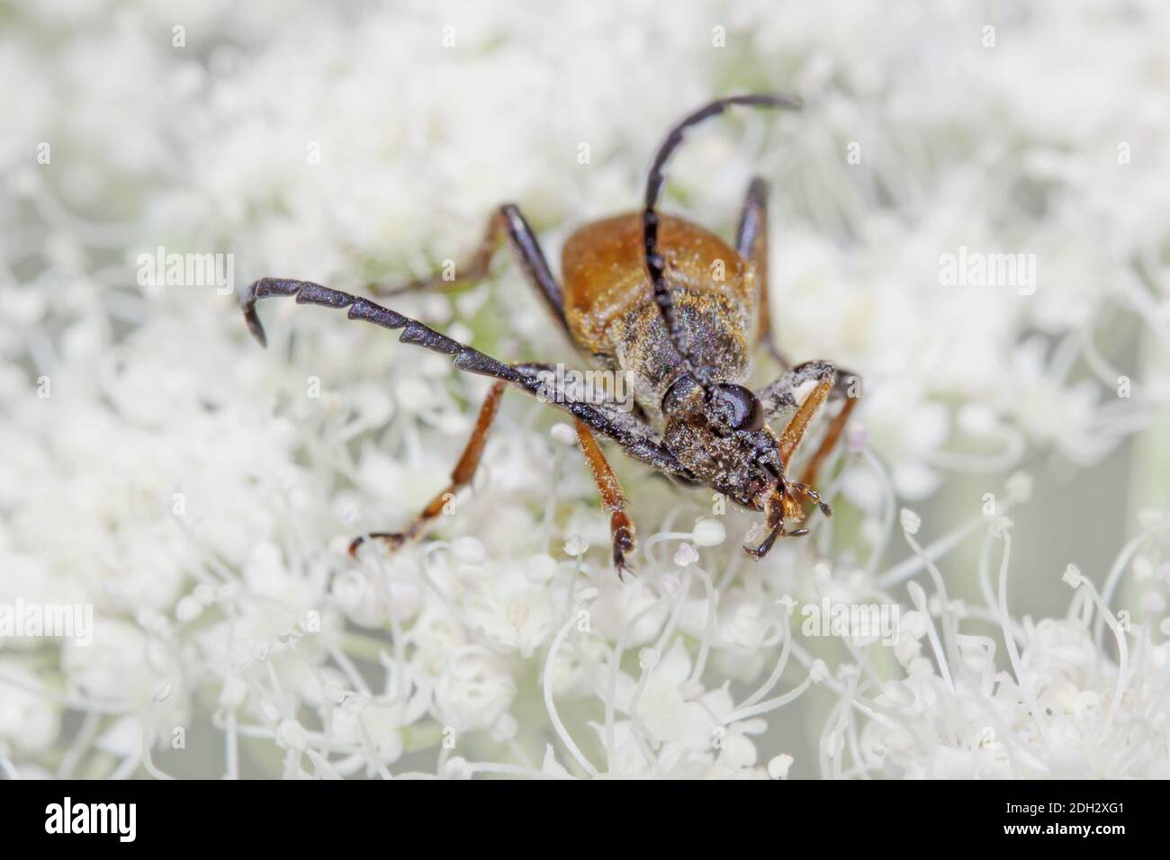 Red longhorn beetle  'Leptura rubra' male Stock Photo