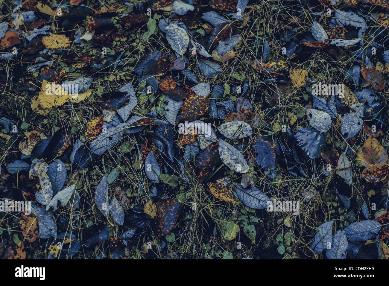 autumn leaves in the forest Stock Photo - Alamy