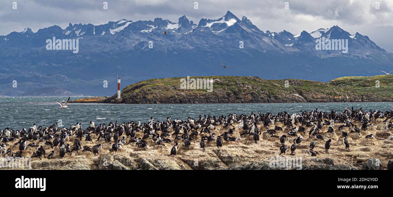 the Island of the Birds in the Beagle Channel in front of the city of Ushuaia in Tierra del Fuego Stock Photo