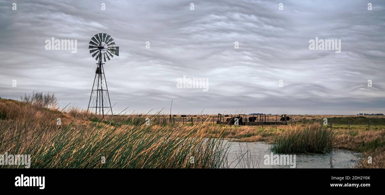 windmill in the plains of central Argentina with cowes Stock Photo