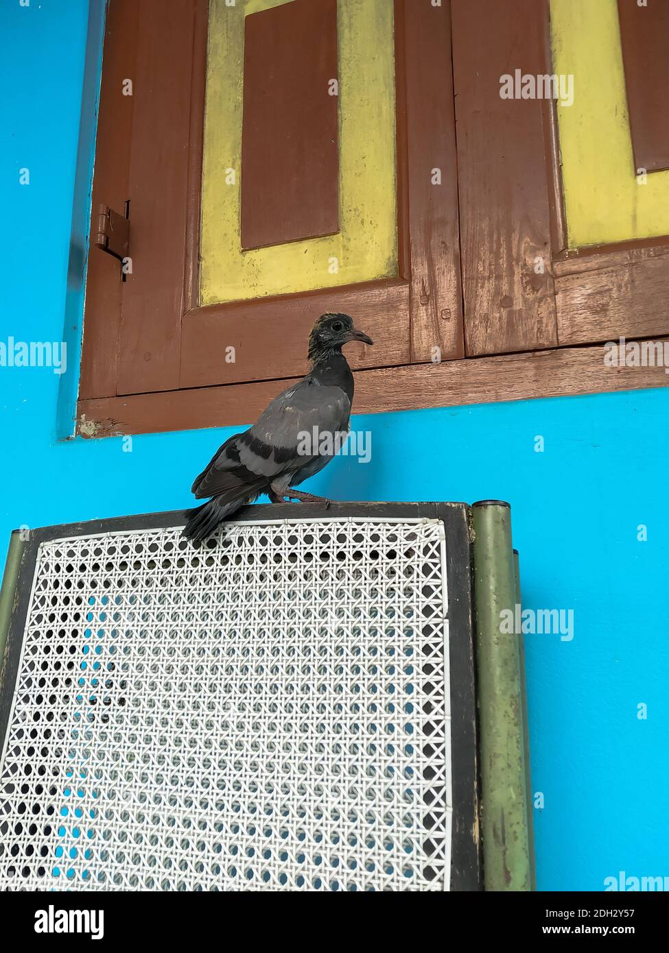 Photo Of An Ash Color Baby Pigeon Its Scientific Name Columbidae Stock Photo Alamy Photo Of An Ash Color Baby Pigeon Its Scientific Name Columbidae Stock Photo Alamy