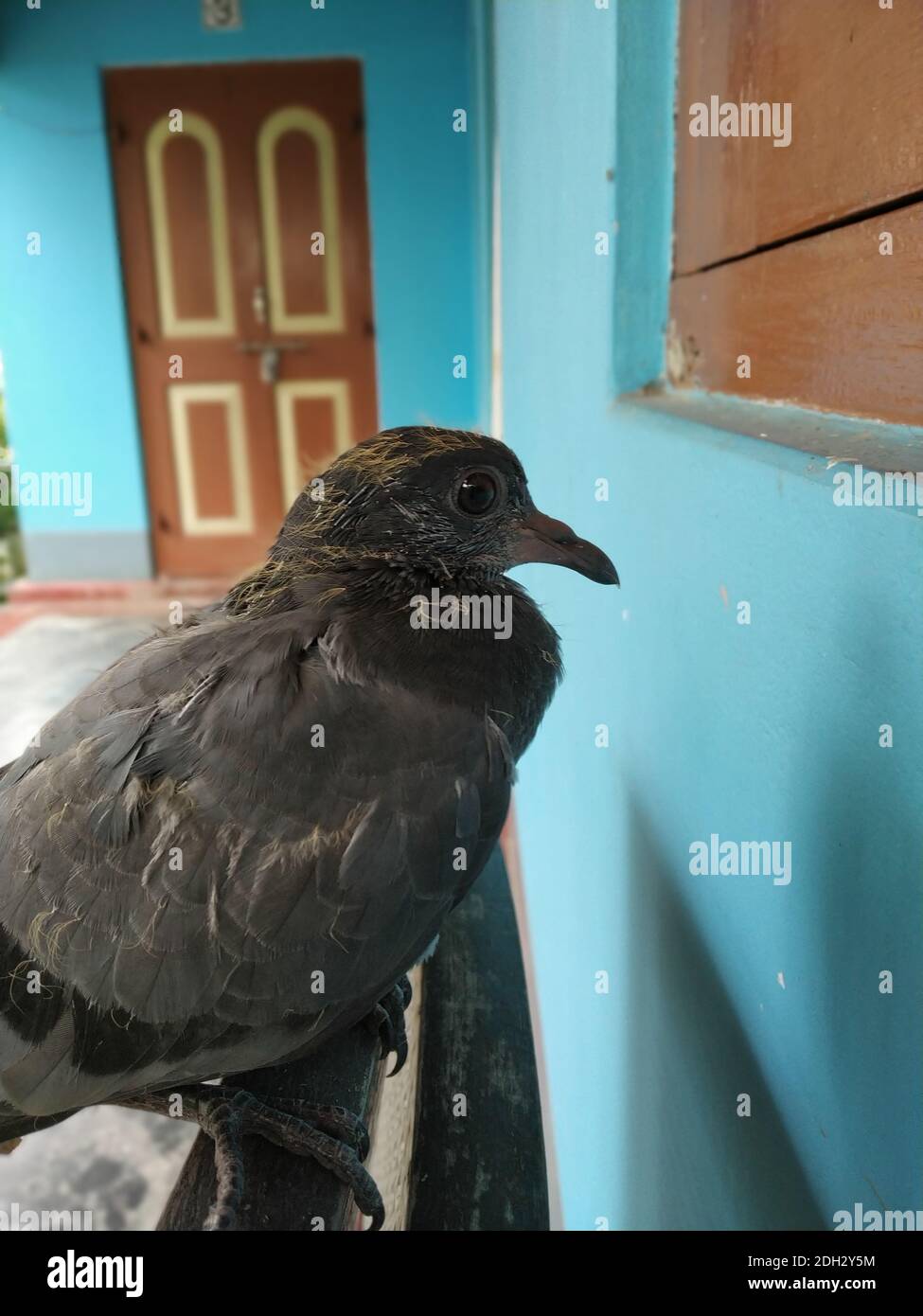 Photo Of An Ash Color Baby Pigeon Its Scientific Name Columbidae Stock Photo Alamy Photo Of An Ash Color Baby Pigeon Its Scientific Name Columbidae Stock Photo Alamy