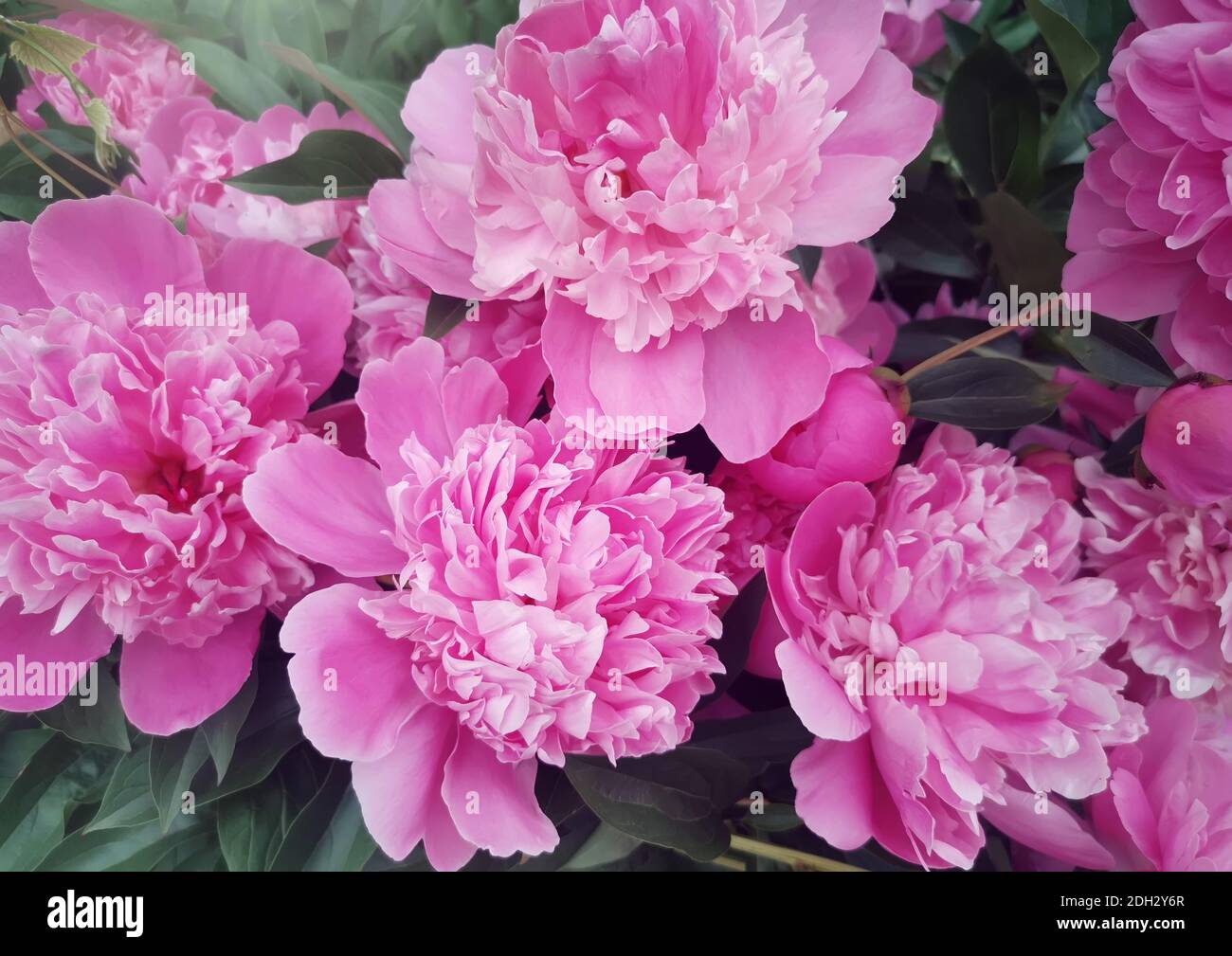 Blooming peony in the garden among green leaves Stock Photo