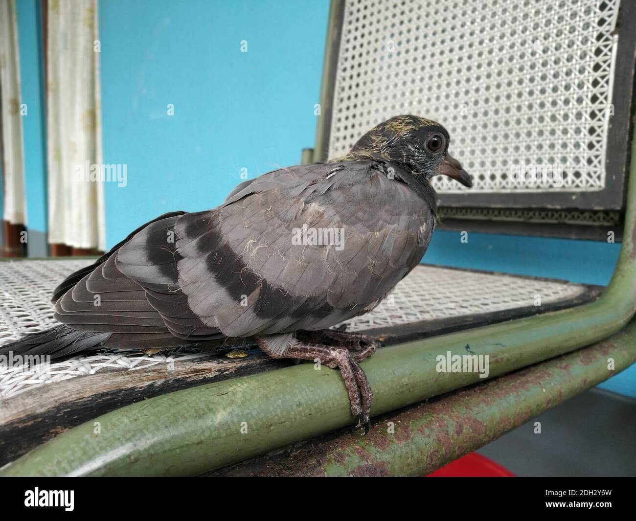 Photo Of An Ash Color Baby Pigeon Its Scientific Name Columbidae Stock Photo Alamy Photo Of An Ash Color Baby Pigeon Its Scientific Name Columbidae Stock Photo Alamy