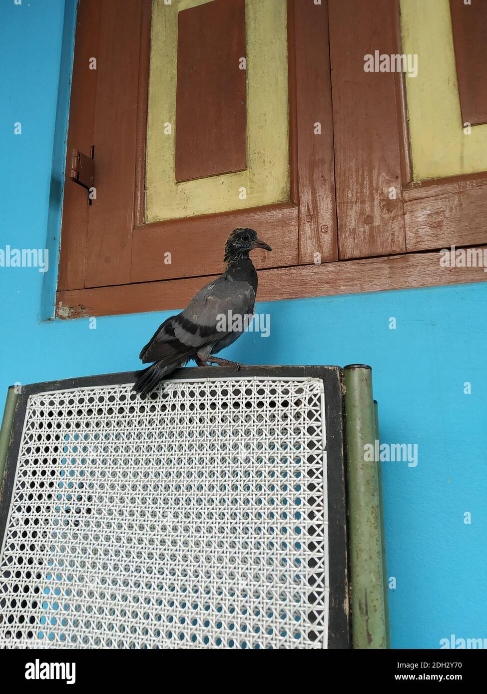 Photo Of An Ash Color Baby Pigeon Its Scientific Name Columbidae Stock Photo Alamy