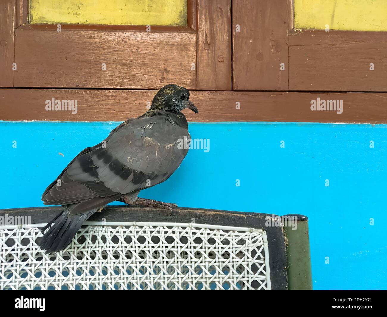 Photo Of An Ash Color Baby Pigeon Its Scientific Name Columbidae Stock Photo Alamy Photo Of An Ash Color Baby Pigeon Its Scientific Name Columbidae Stock Photo Alamy