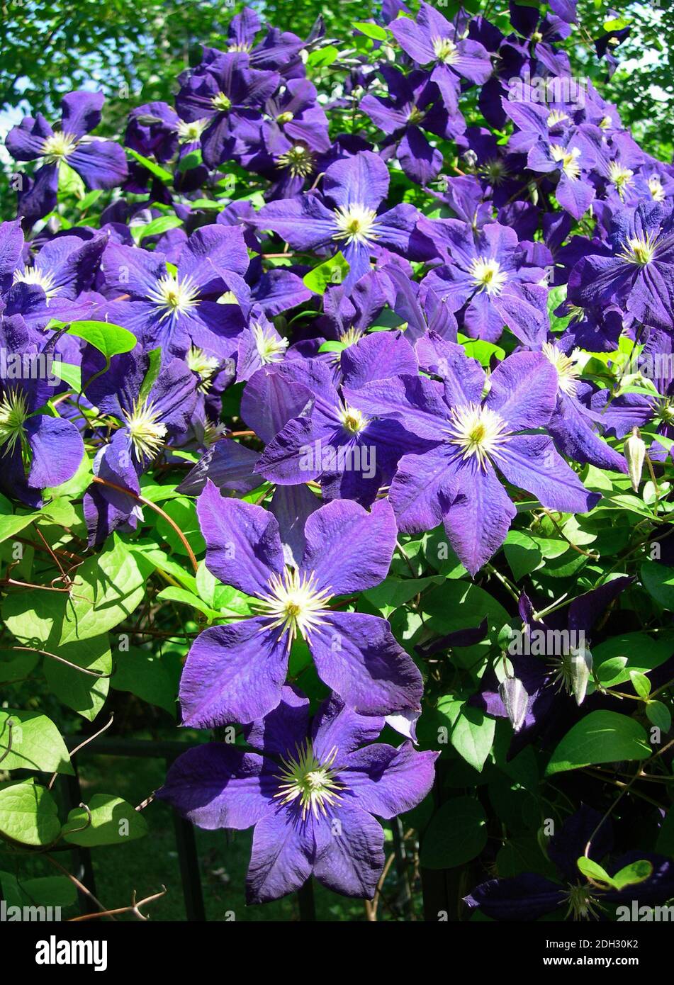 Close Up On A Vine Of Clematis In Bloom With Ultra Violet Flowers The Color Of The Year In 2018 Stock Photo Alamy