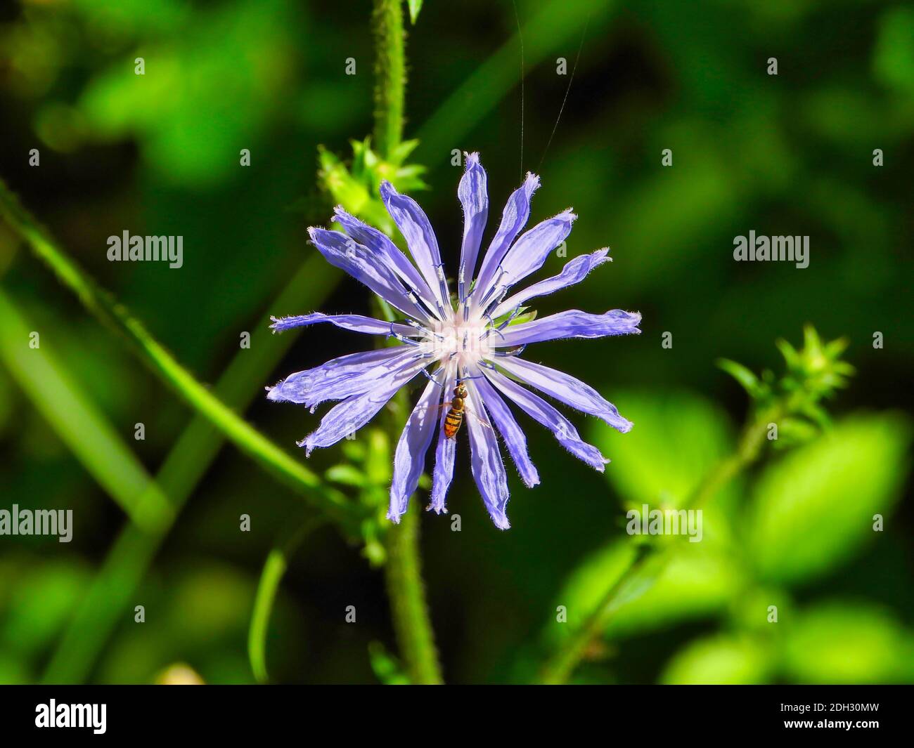 Common chicory (Cichorium intybus) Blue Daisy Blue Dandelion Wildflower Shriveled Up with Small Bee on Petal and Spider Web Silk on Top Petal in Late Stock Photo