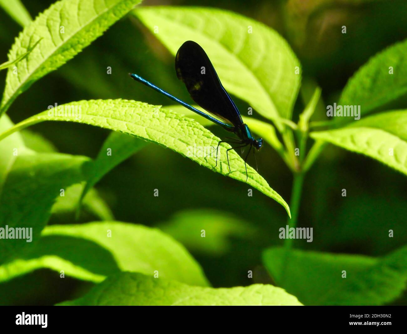 Ebony Jewelwing Dragonfly with Detail Sits on Green Leaf with Slight Shadow on Leaf from Legs Surrounded by Green Leaves on Bright Summer Sunny Day Stock Photo
