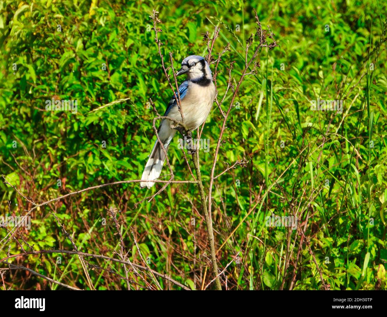 Bluejay Bird Perched on Small Tree Branch Looking Sideways in Profile View with Green Leaves in Background Showing Off Vibrant Blue, Black and White F Stock Photo