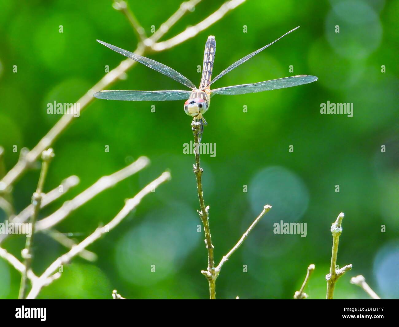 A Female Blue Dasher Dragonfly with Wings Spread and Tail Up Hangs onto ...