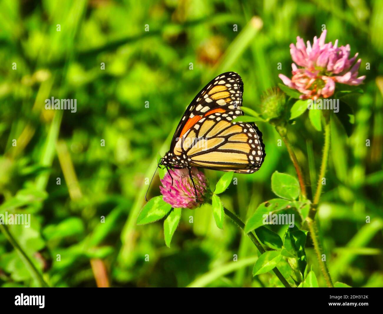 Monarch Butterfly Sits and Eats a Hot Pink Flower Bloom Showing Underside of Its Wing of Bright Yellow with Black Outline and White Spots with Green F Stock Photo