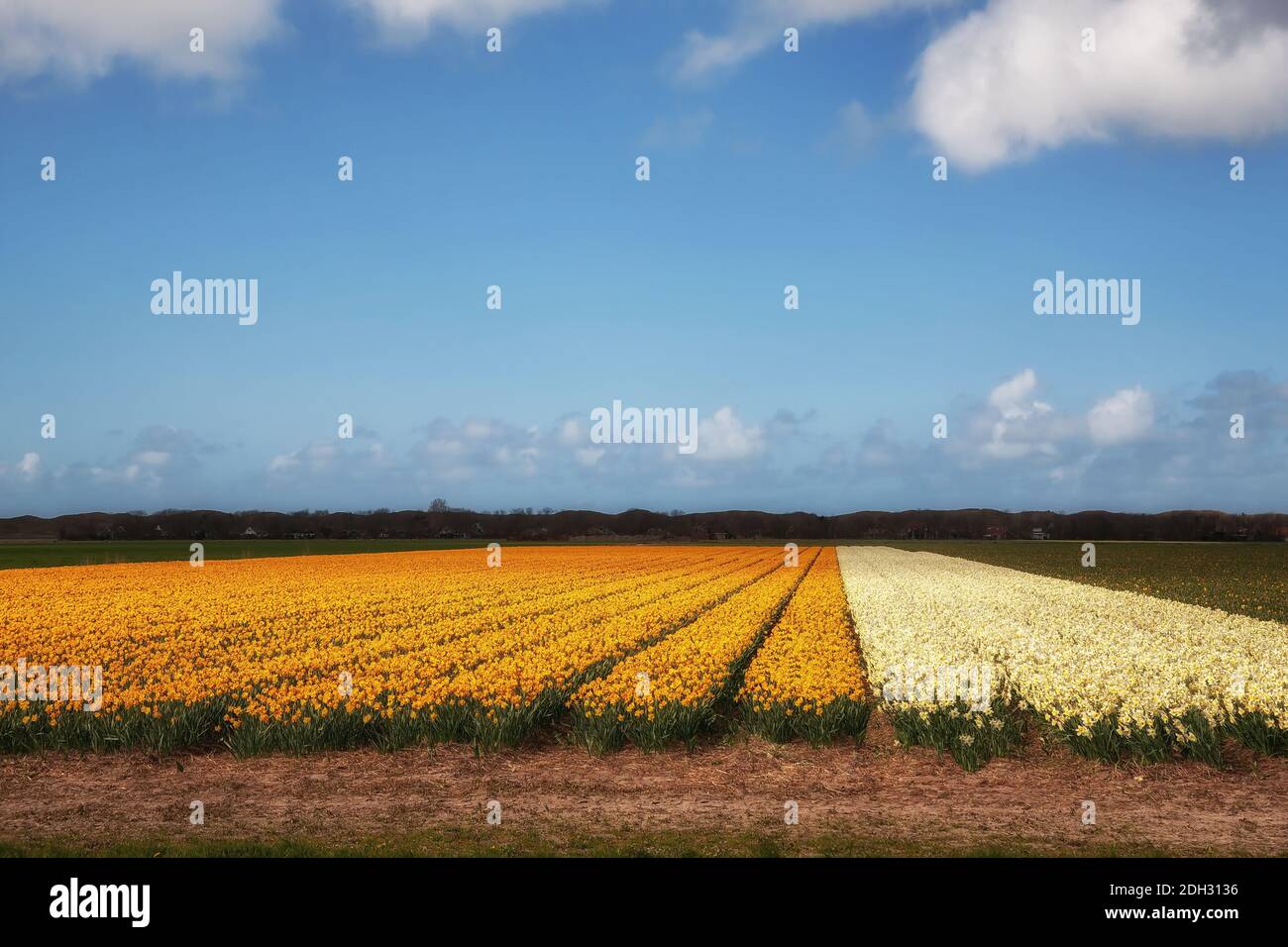 A field of daffodils Stock Photo