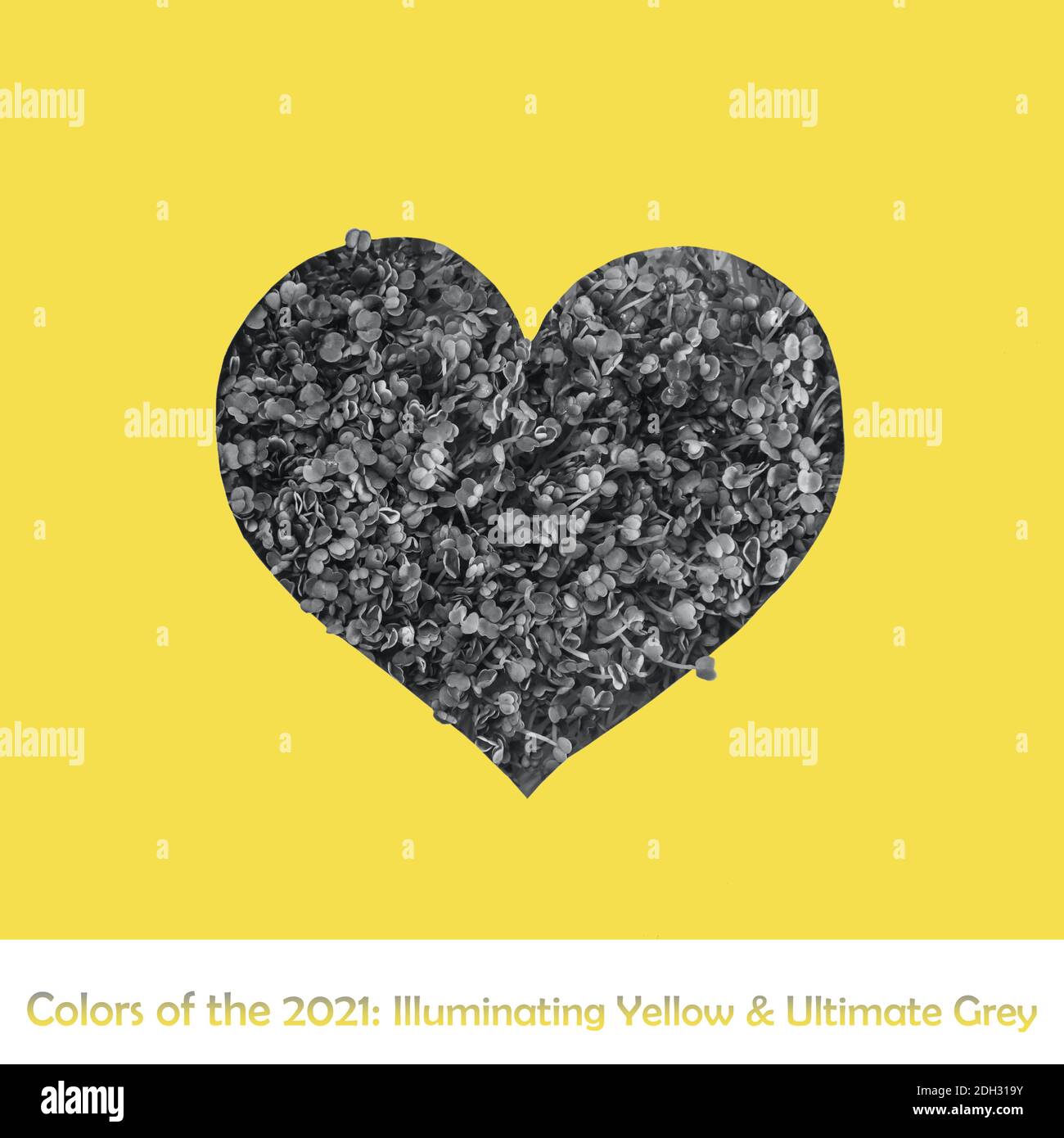 Creative concept with light yellow background with heart shape outline in sprouts painted in grey. Trendy 2021 colors background. Square card. Stock Photo