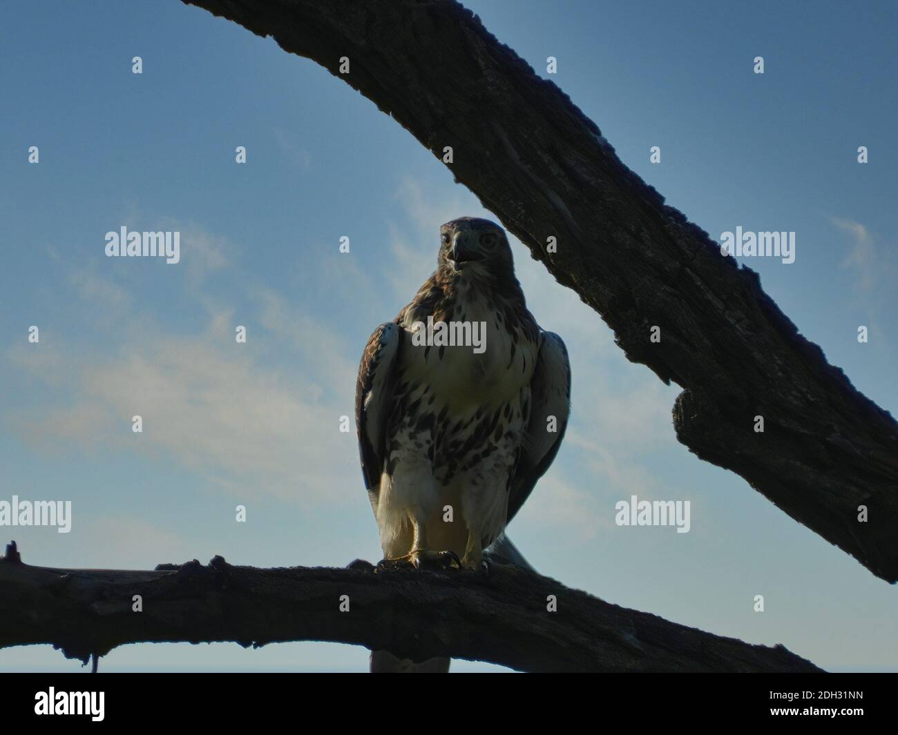Red Tailed Hawk Bird Of Prey Looks Forward Screeching With Beak Open While Perched On Between Two Tree Branches With Bright Blue Sky With White Clouds Stock Photo Alamy