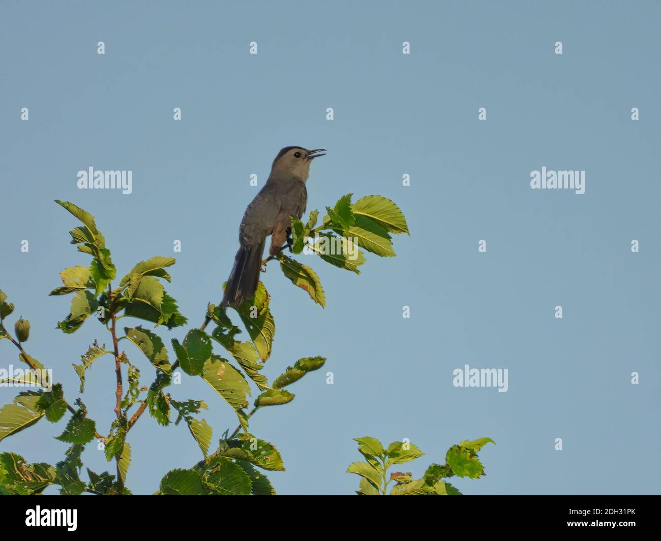 Gray Catbird Bird Perched on Elm Tree Singing with Beak Open and Looking Up to the Bright Blue Sky in the Background Stock Photo