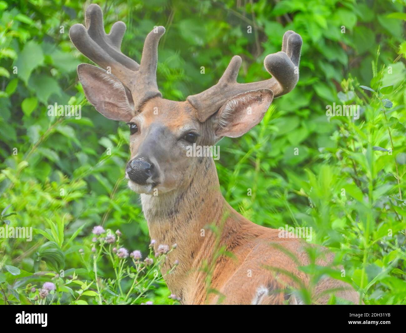 White-tail Deer Buck Shows off his Velvet Antlers with his Turned Head on a Summer Day in a Vibrant Green Forest Stock Photo