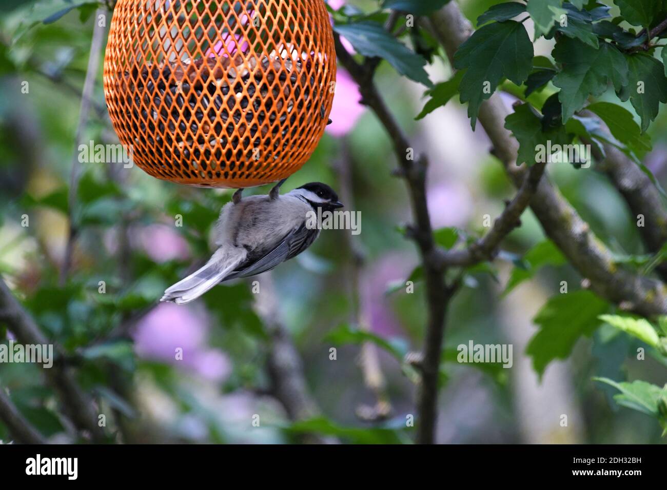 Blackcapped Chickadee Bird Hanging on Bird Feeder Upside Down Looking