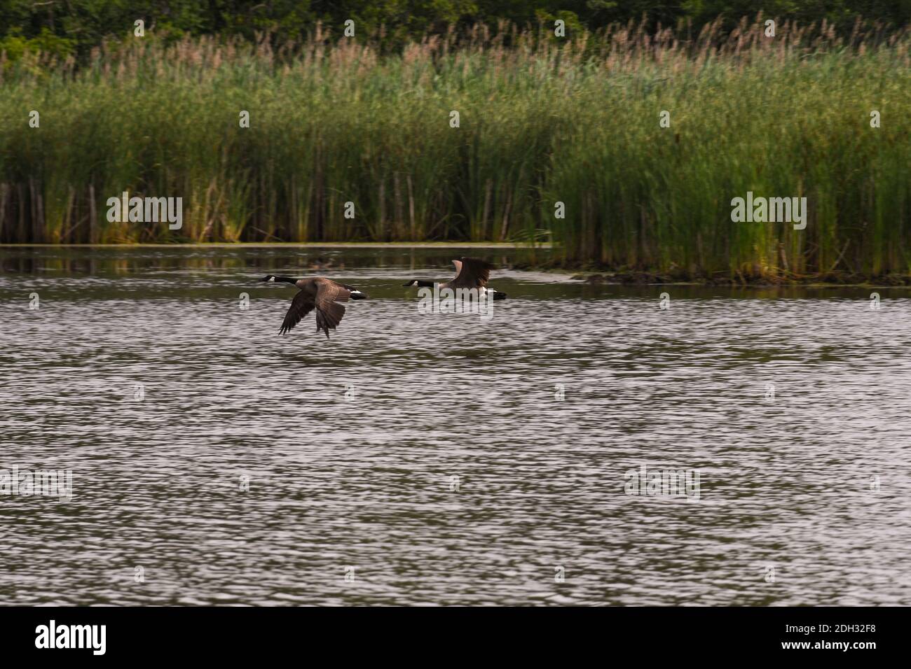 Two Canadian Geese Flying, One Following the Other but With Different Wing Flap Directions Stock Photo