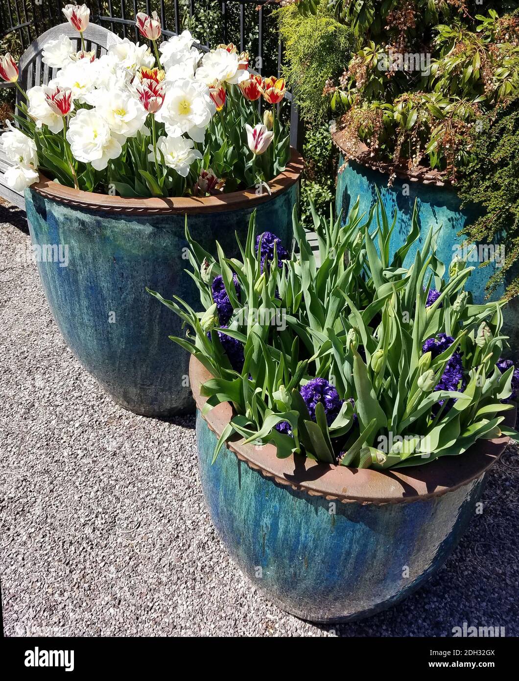 Spring background with white tulips and blue hyacinth in ceramic pots ...