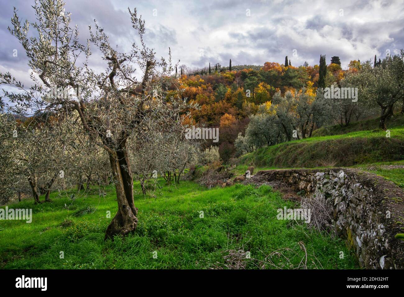 old olive tree in a field with background of olive grove and hill in autumn colours Stock Photo