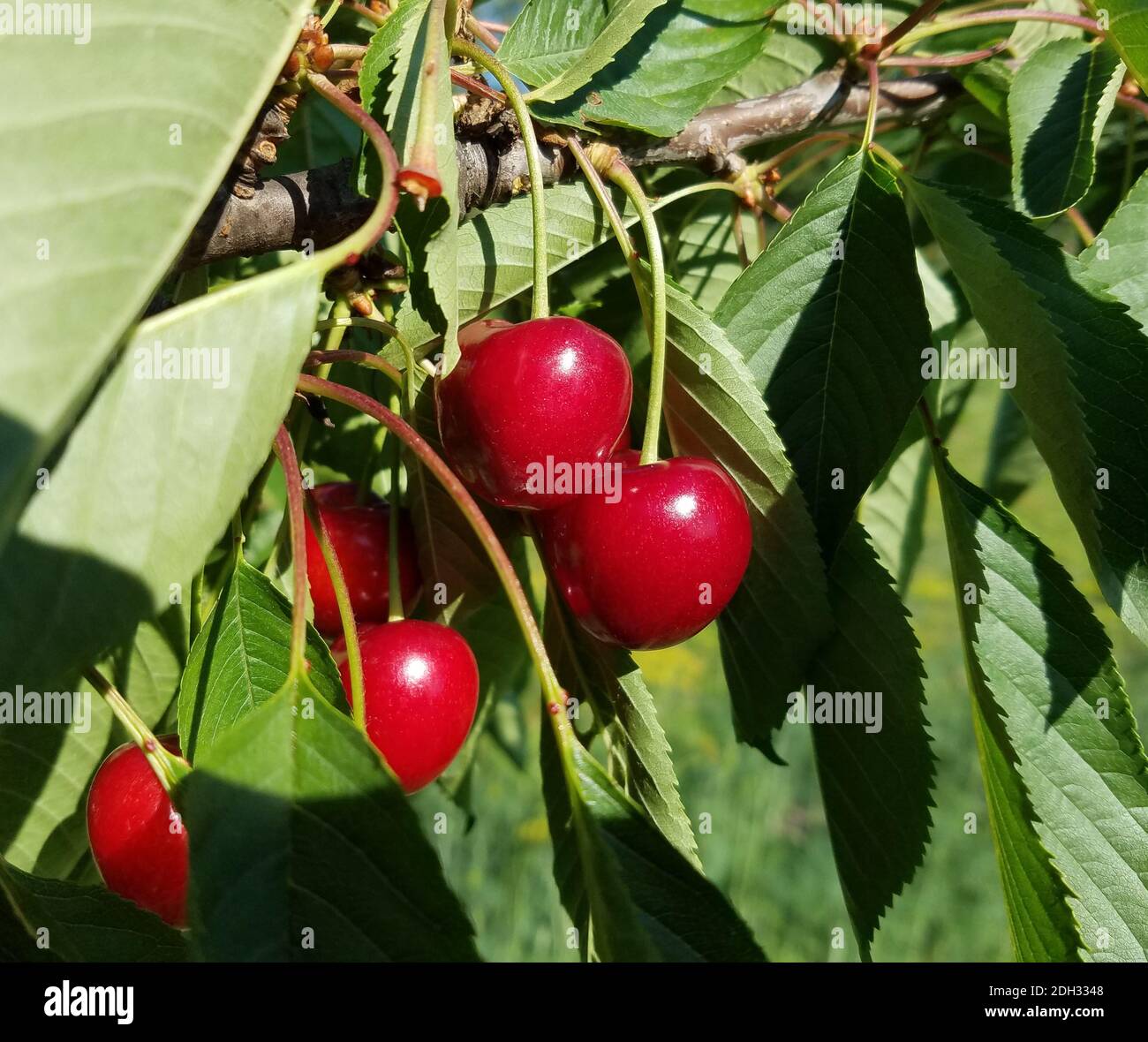 Close-up on ripe cherry fruits on a tree branch, ready for picking ...