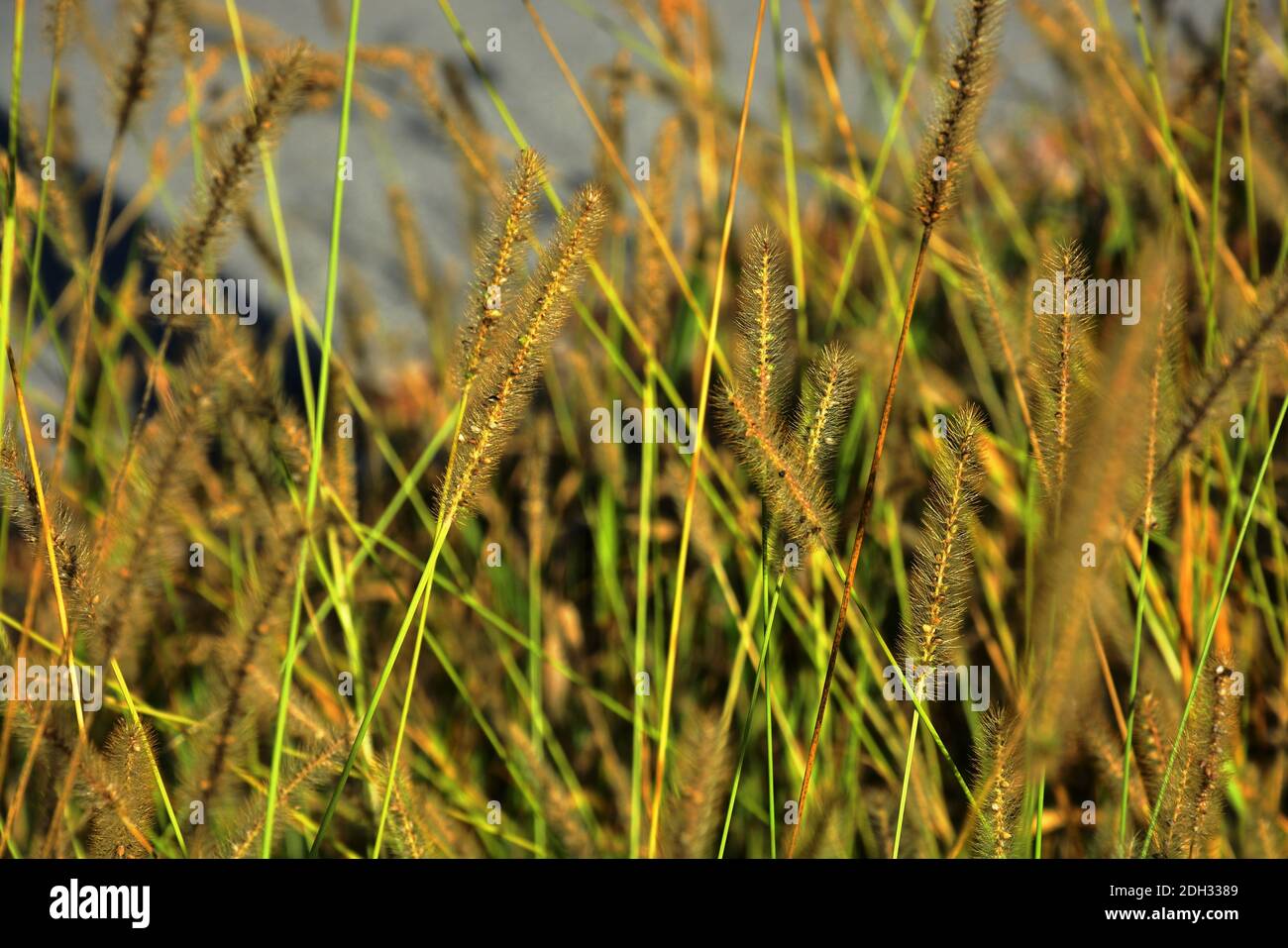 A shot of beaked sedge plants at daytime Stock Photo - Alamy