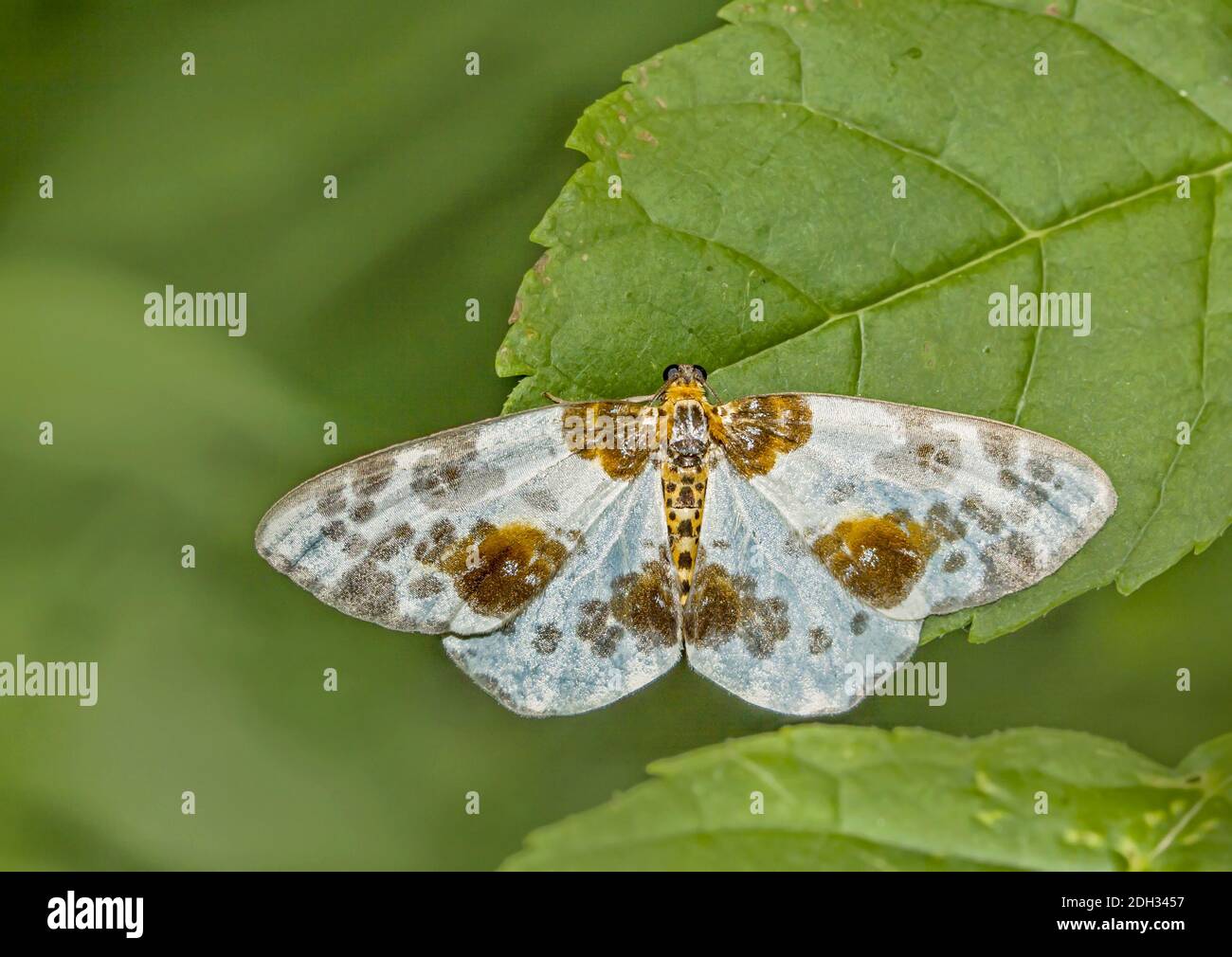 Yorkshire magpie moth 'Abraxas sylvata' Stock Photo