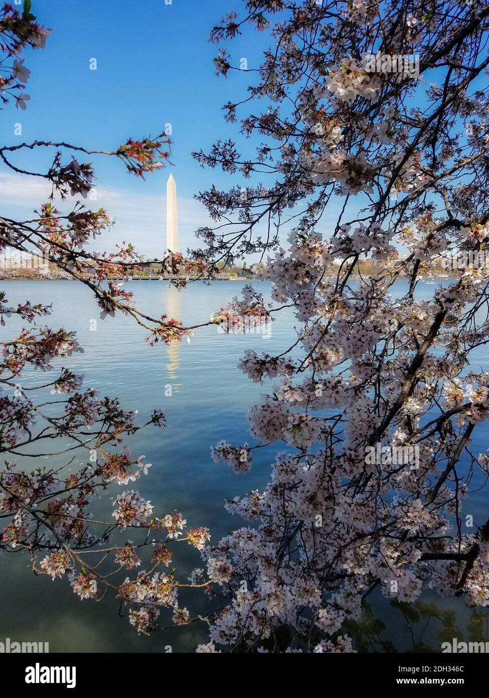 The Cherry Blossom Festival in Washington DC, USA with blooming cherry trees alongside the Tidal