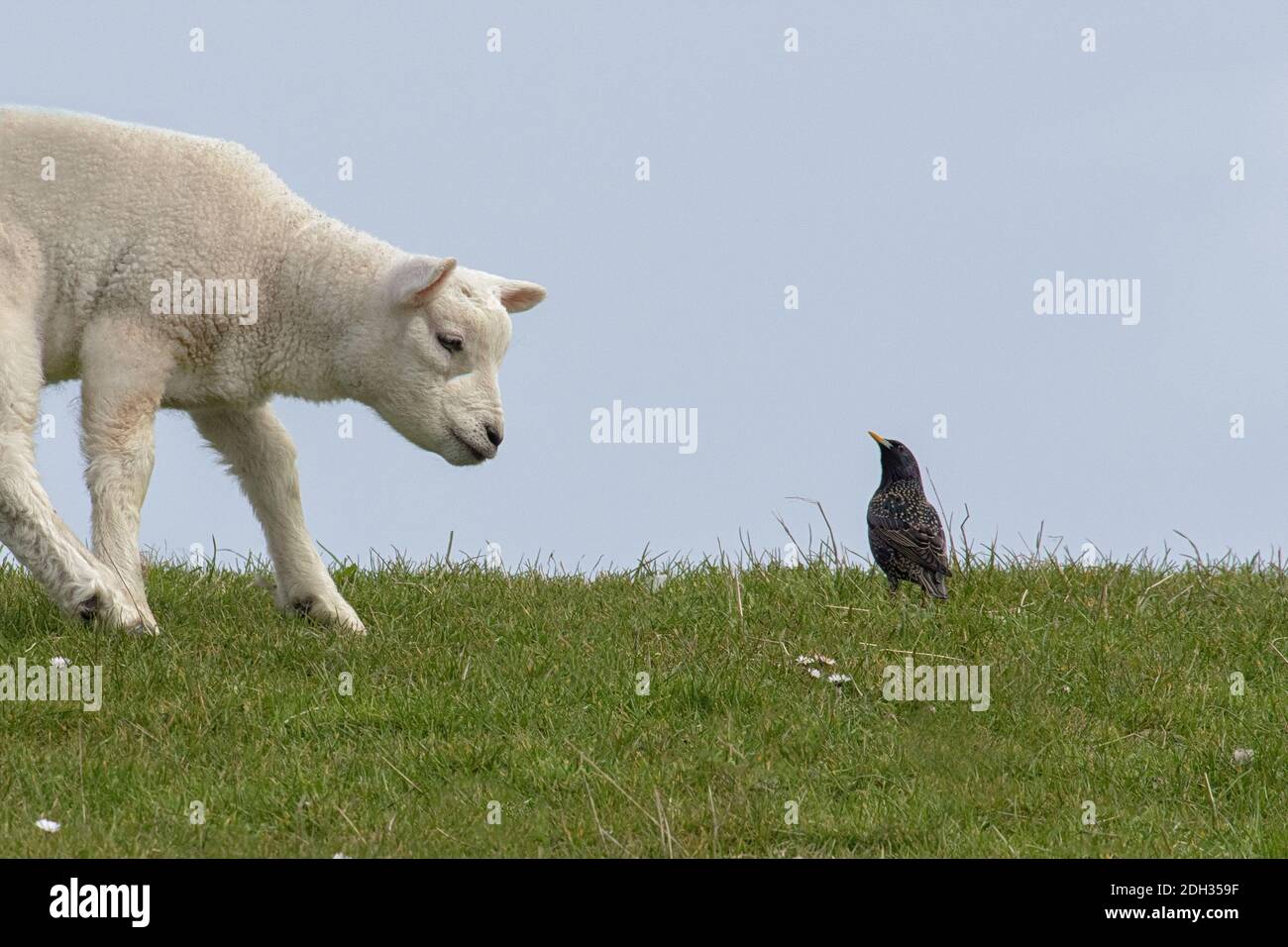A young sheep with a star Stock Photo