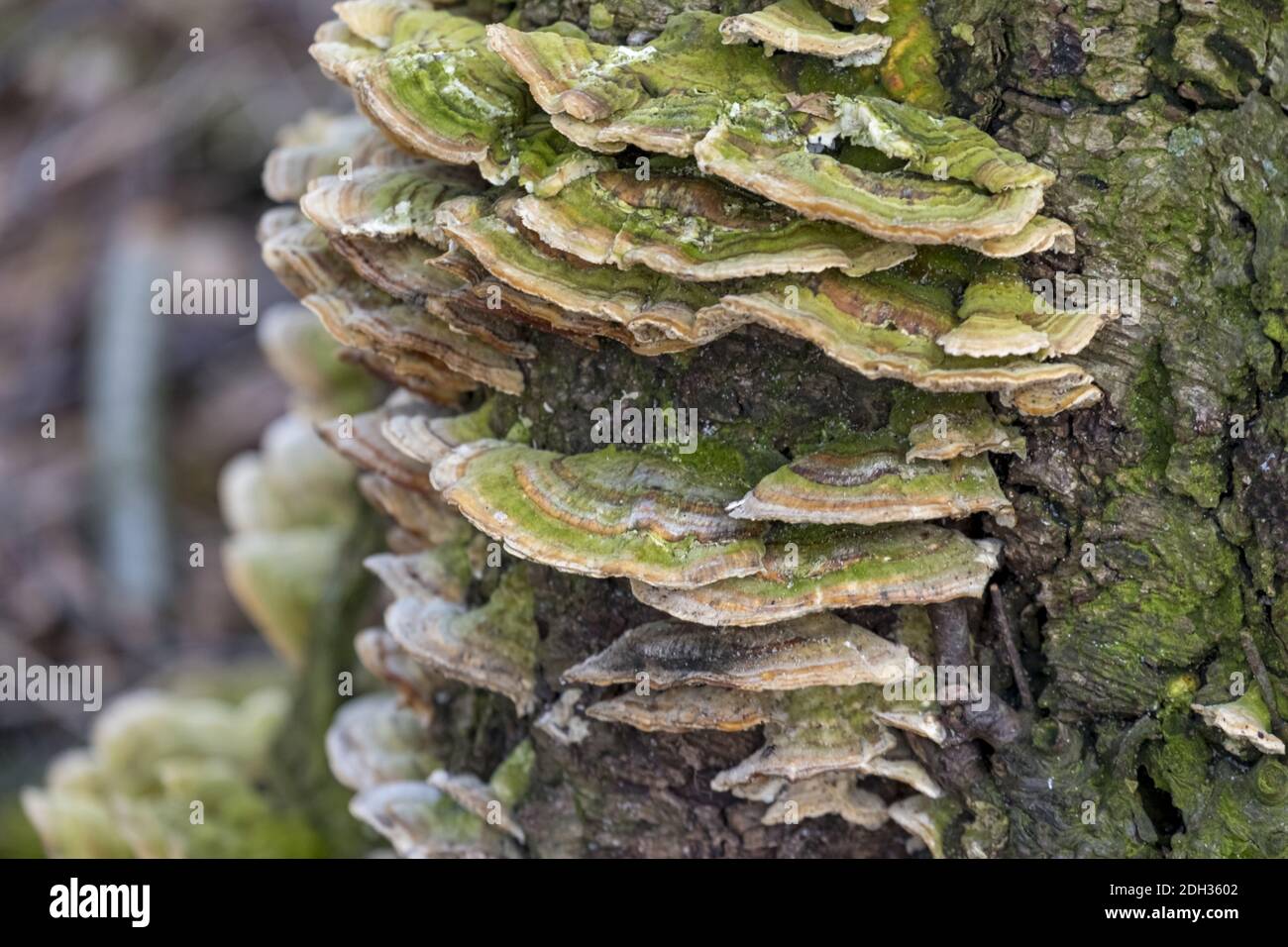 Tree fungi Stock Photo