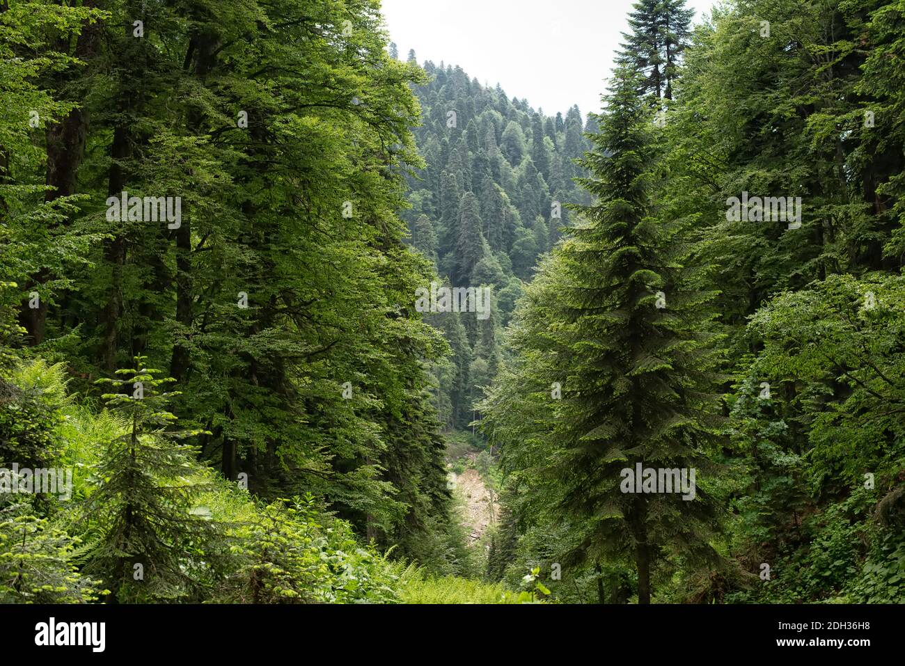 Subtropical rain green forest with many trees Stock Photo