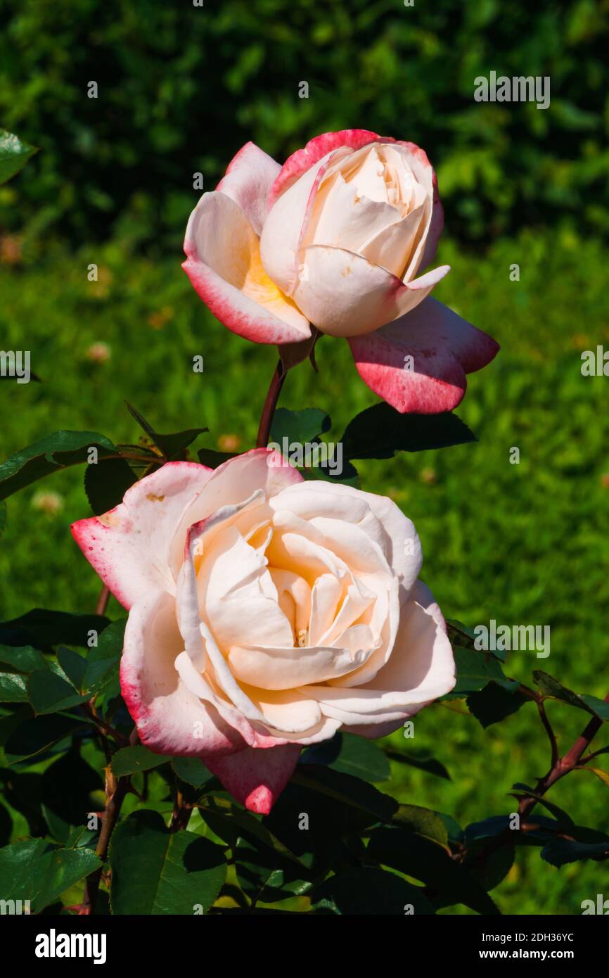 Two buds of tender pink roses in the summer garden Stock Photo - Alamy