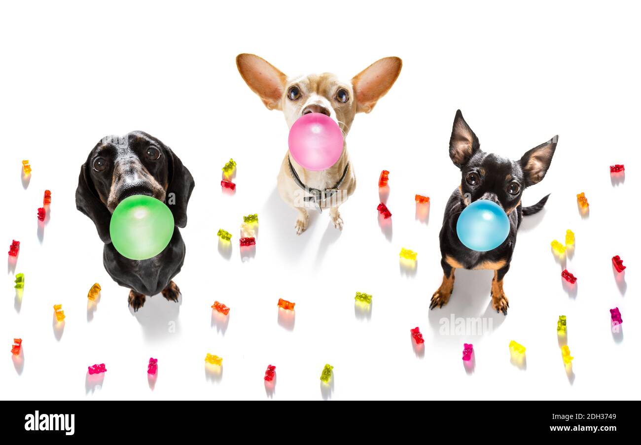What Happens If A Dog Eats Gummy Bears - Safety Risks Of Dogs Eating Teddy Bears