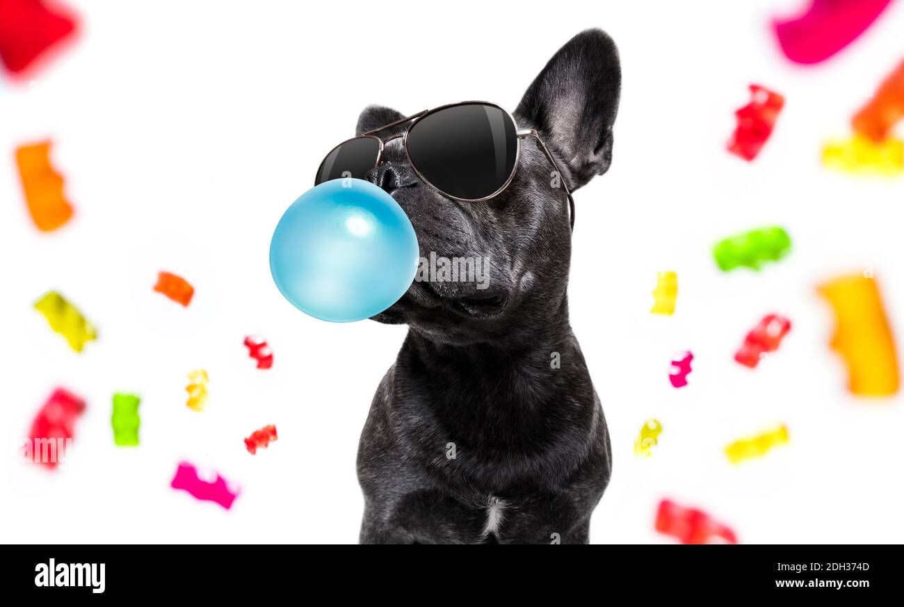 french bulldog eating sweet candies and chewing bubble gum, isolated on