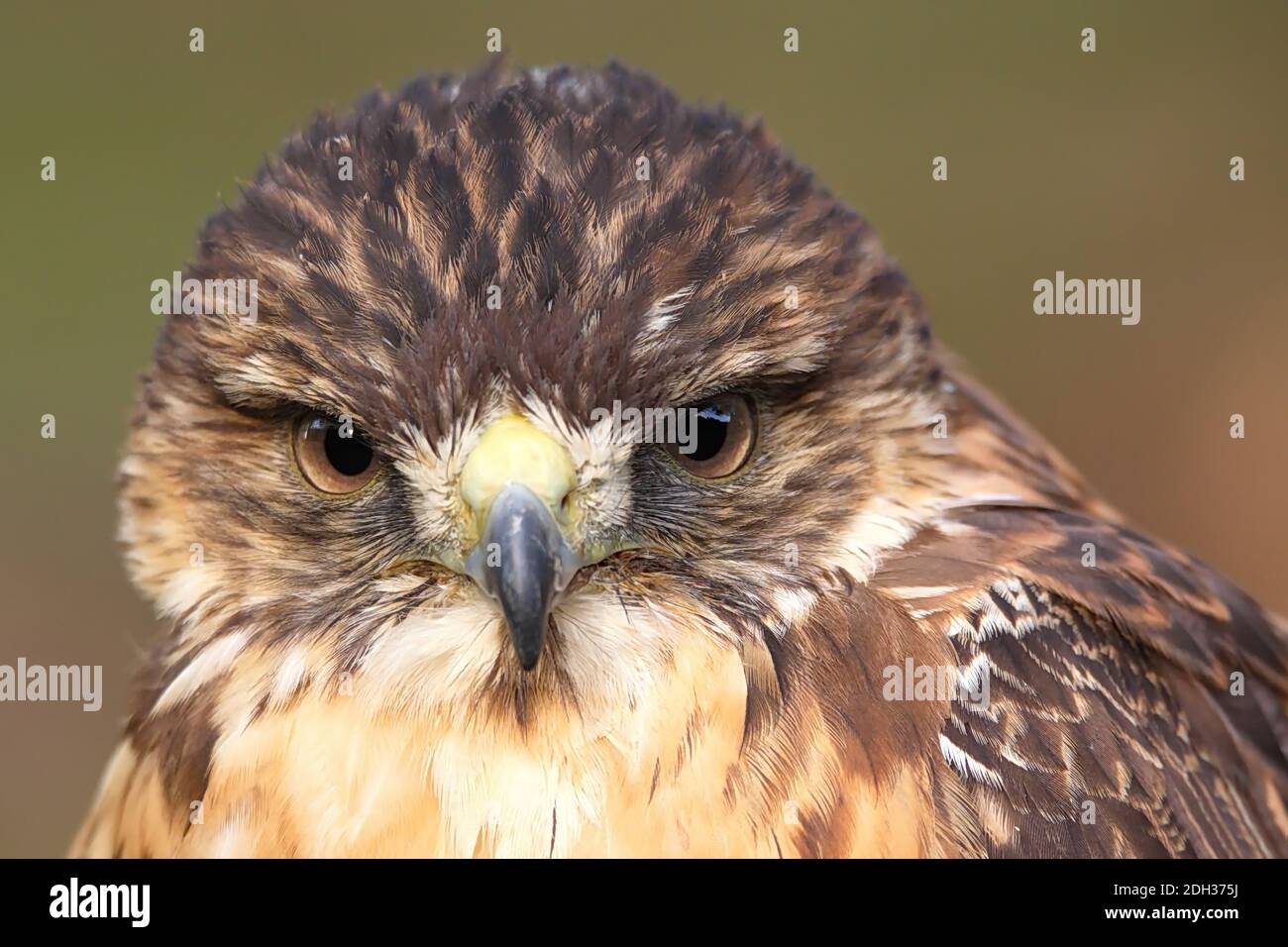 Red-backed Hawk Stock Photo