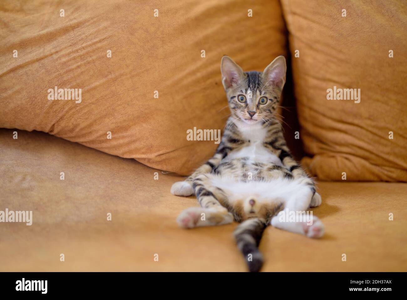 A closeup shot of an adorable little domestic cat sitting on a couch like human Stock Photo