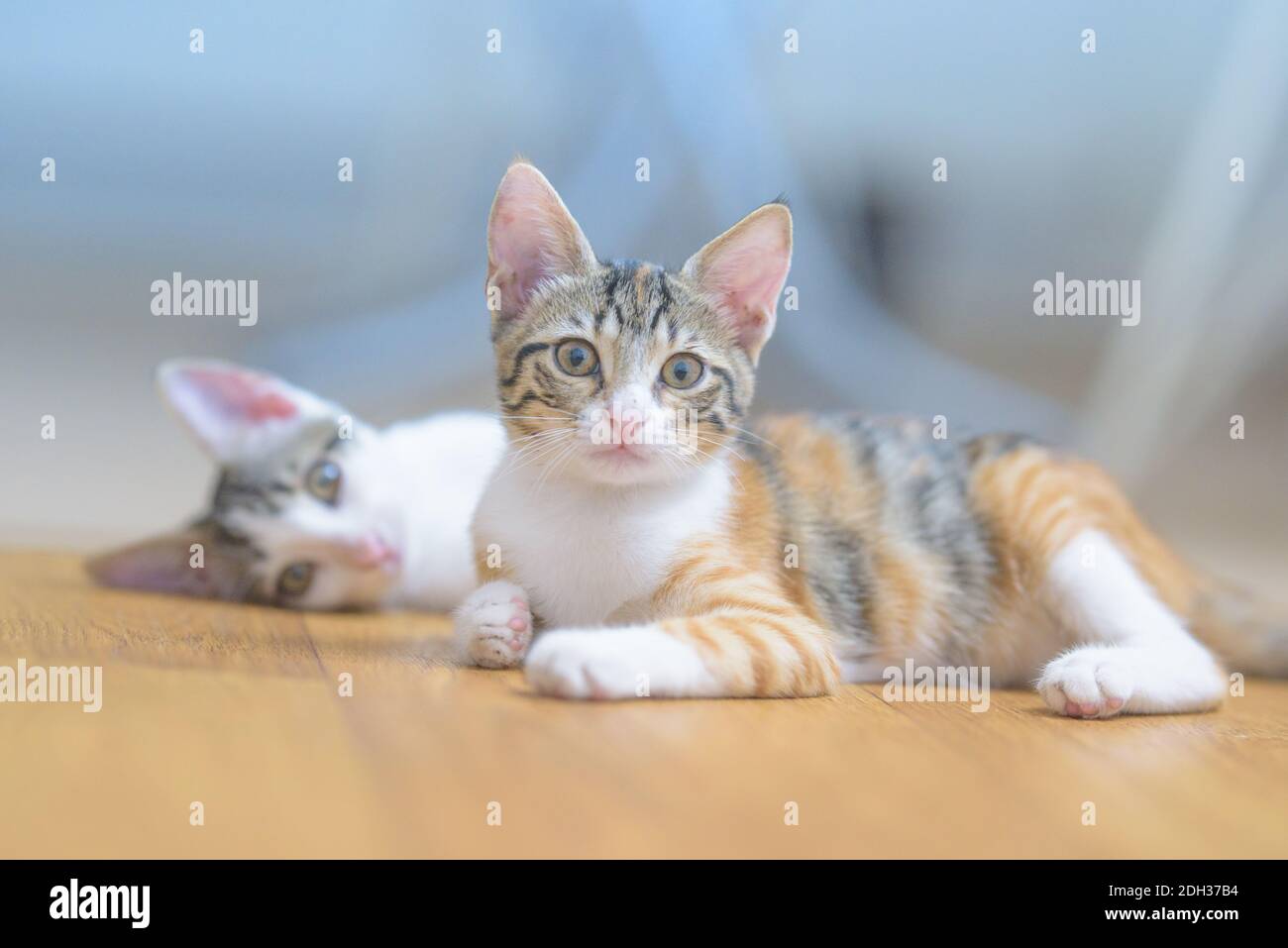 Tabby kitten looking at camera blurry background Stock Photo
