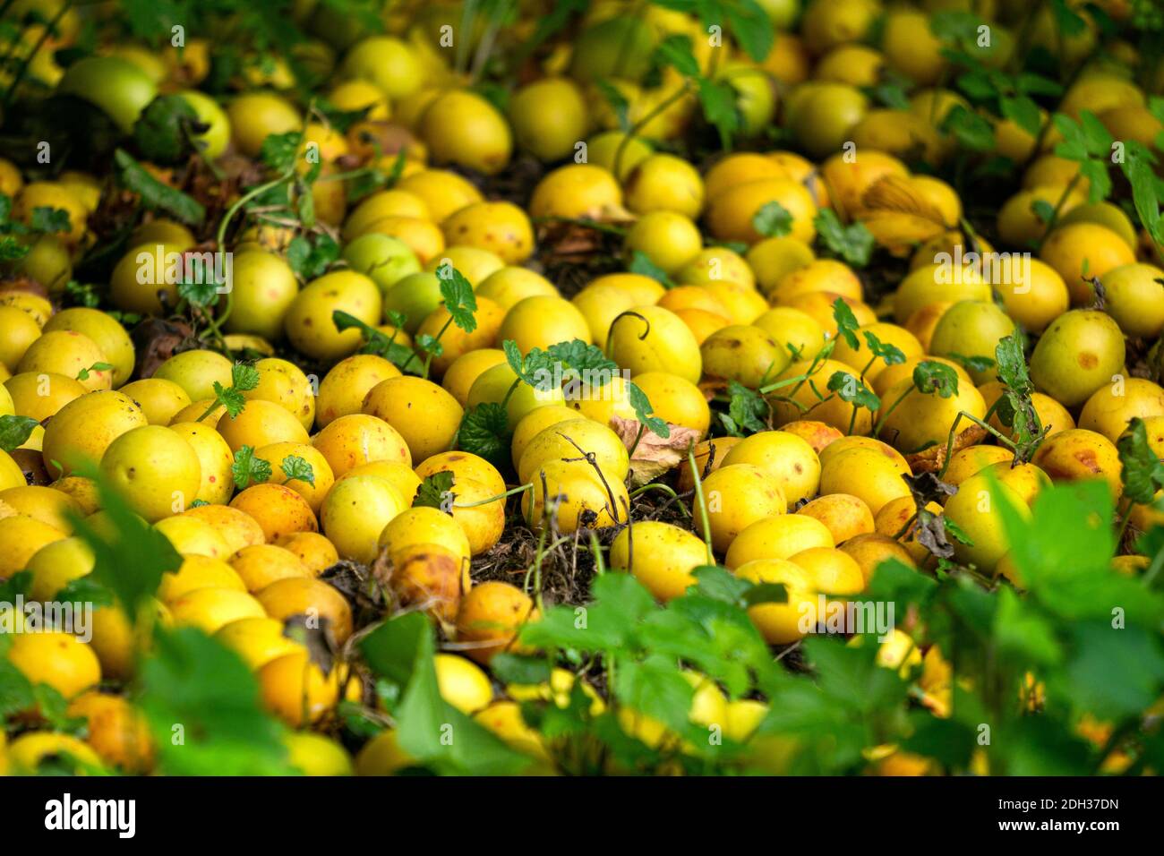 Yellow cherry plum rotting on the ground under a tree Stock Photo