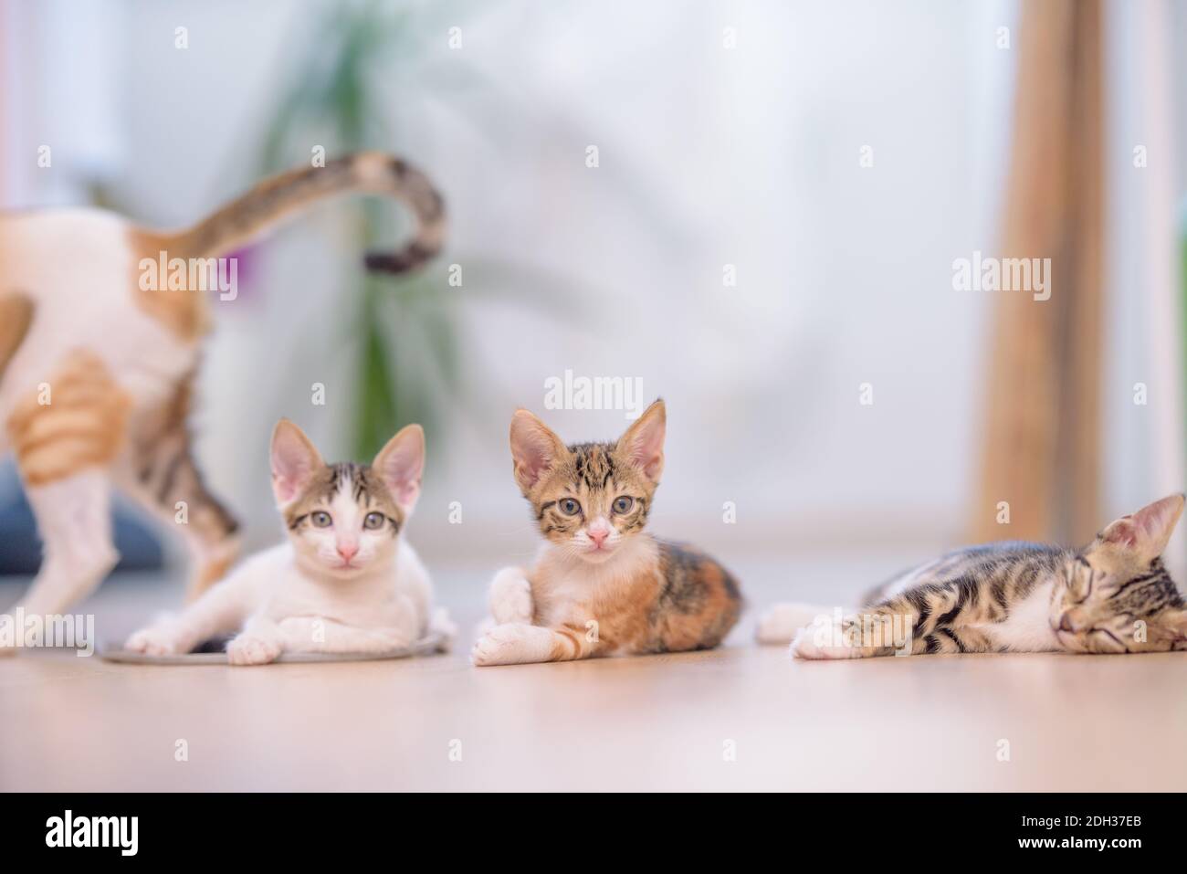Three kittens on the floor with with mother cat a blurry background Stock Photo
