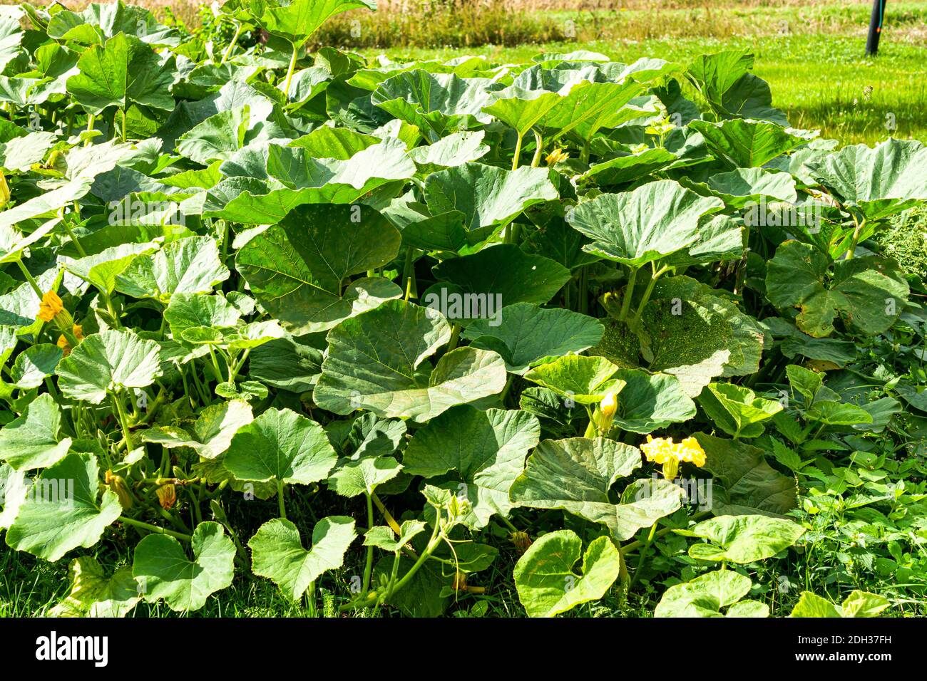 Yellow pumpkin flowers in the middle of green leaves in the garden ...