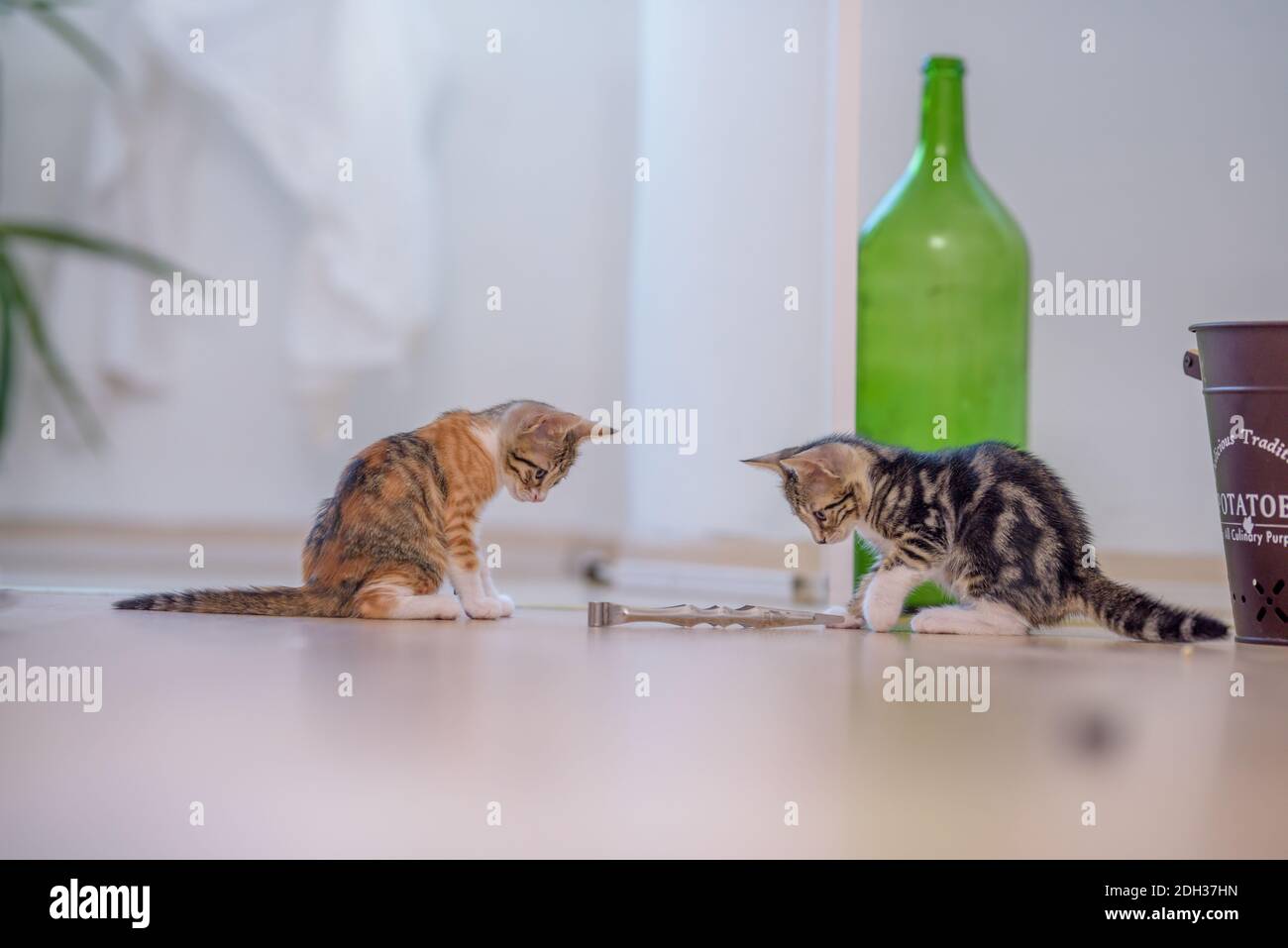 Kittens playing together Stock Photo - Alamy