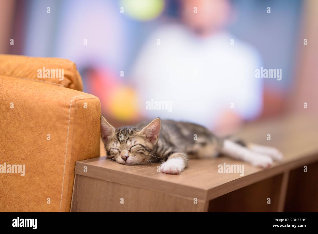 Two months old tabby kitten sleeping on blurry background Stock Photo