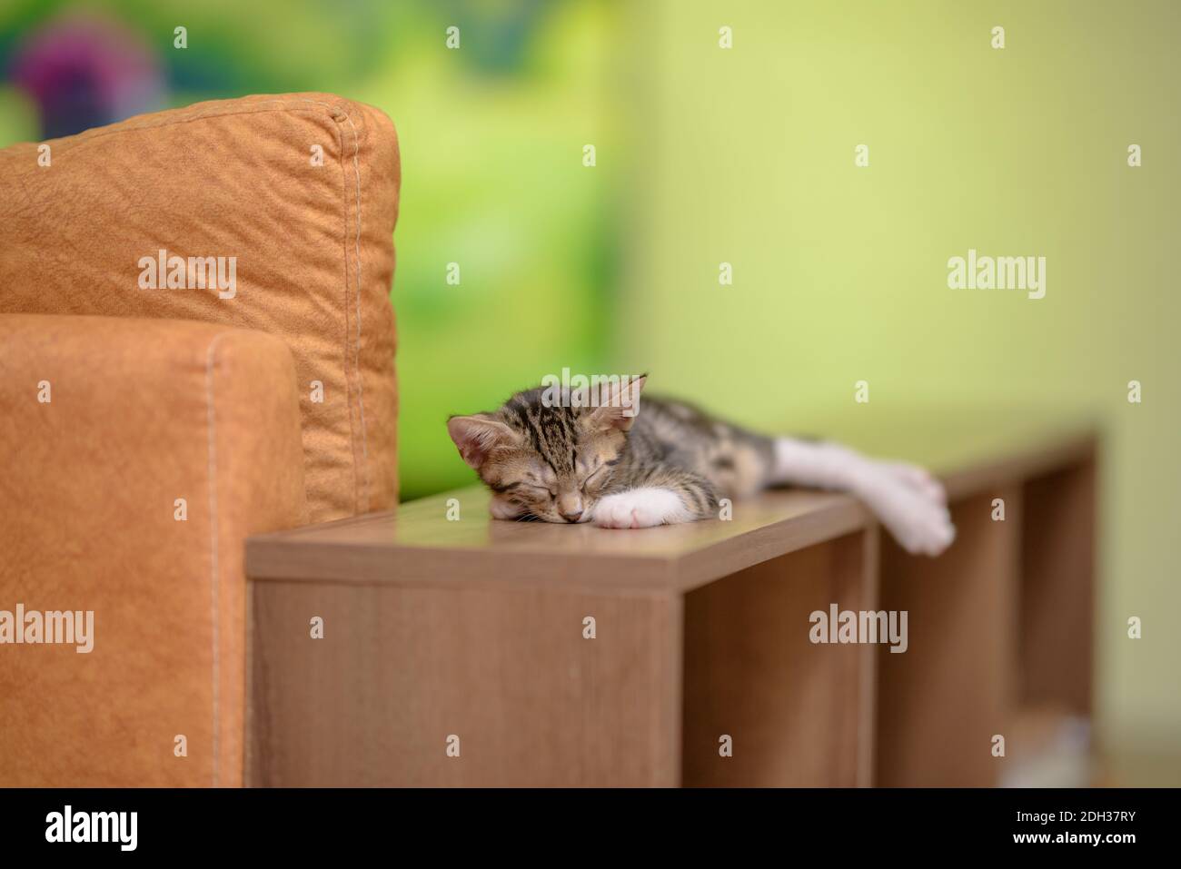 Tabby cat sleeping blurry background isolated Stock Photo