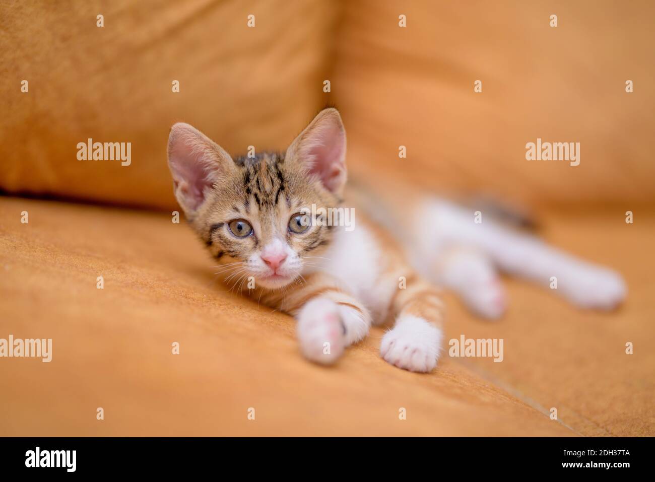 One month old baby kitten looking curious Stock Photo