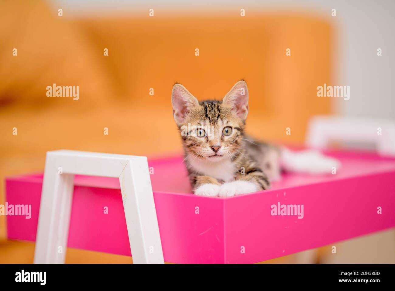 One month old baby kitten looking curious Stock Photo