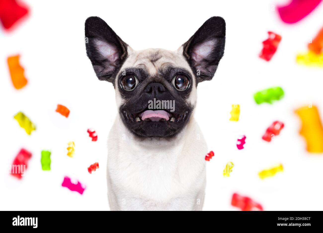 Are White Boxers Unhealthy