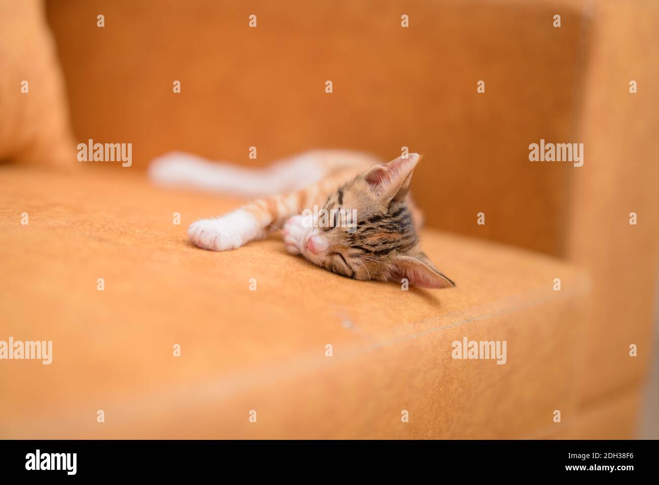 Two months old tabby kitten sleeping on blurry background Stock Photo