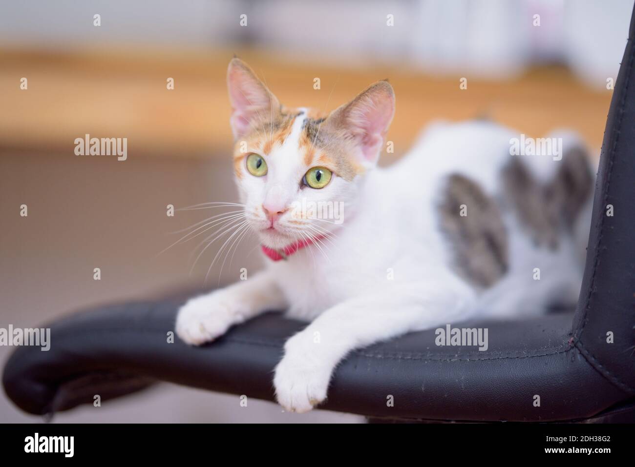 Senior female tabby cat looking straight at the camera Stock Photo